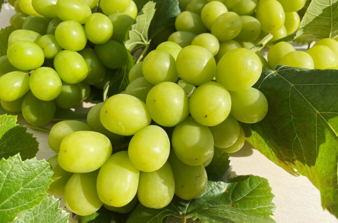 体験レッスン開催